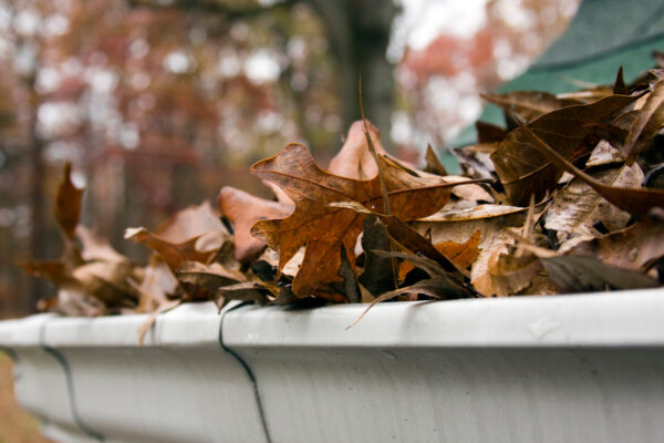 Leaves in gutter