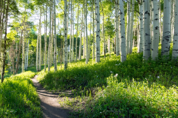 Aspen Trees