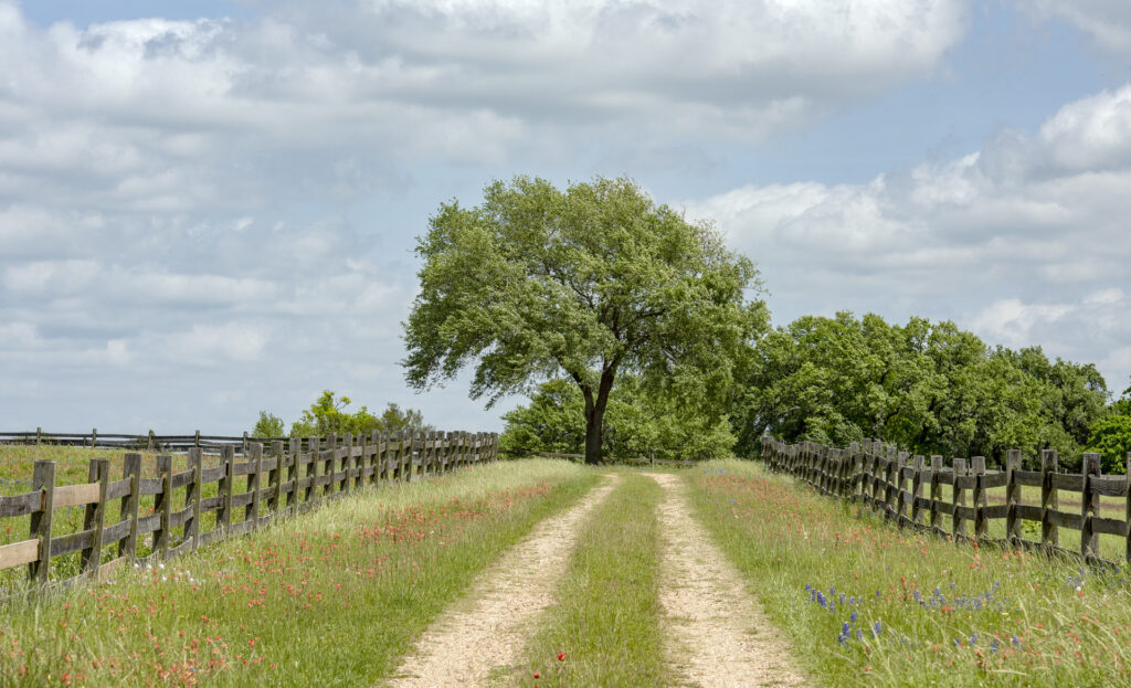 Lone tree at end of dirt road.