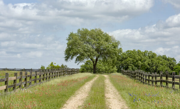 Lone tree at end of dirt road.