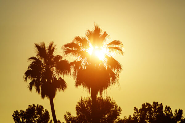 palm trees at sunset
