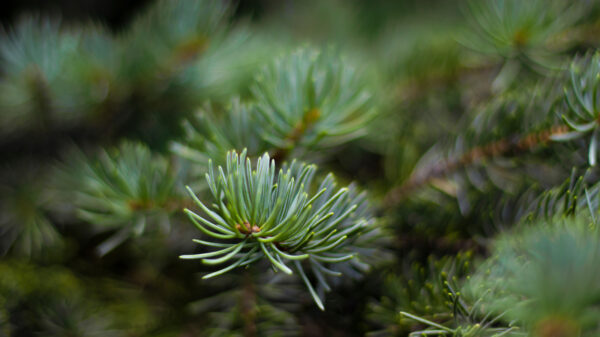 spruce tree branches