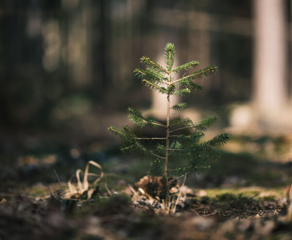 Close-up of sapling in forest