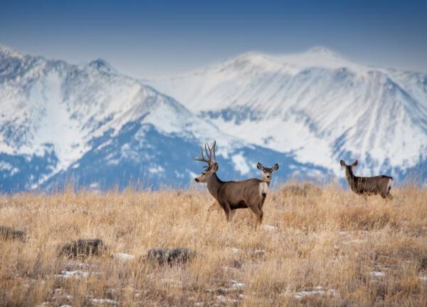 deer overlooking winter mountains
