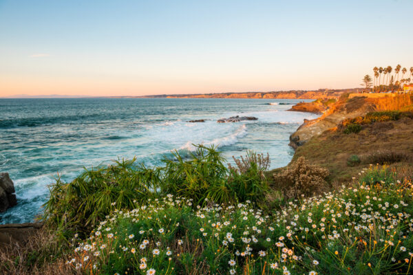 california coast, san diego, southern california, coastline, flowers, waves