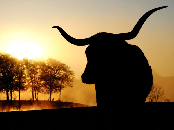 Texas Longhorn
